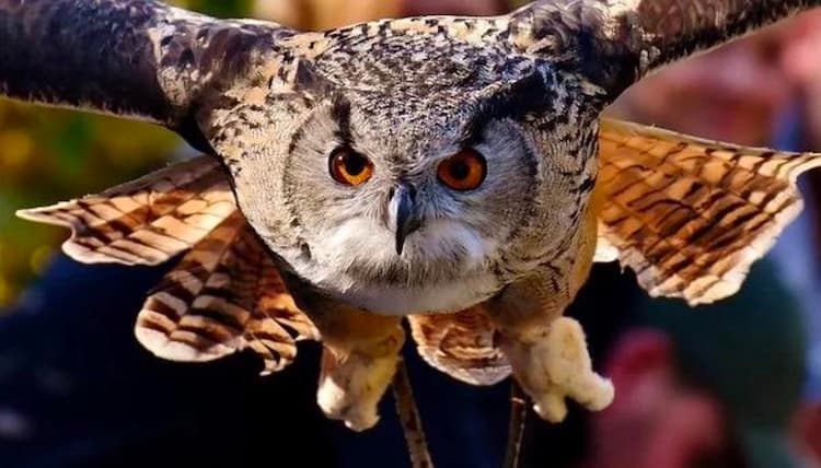 #LDchallenge: Dacă învățarea ar fi un animal, care ar fi acela și de ce?