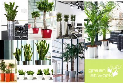 Plantele şi wellness-ul la birou